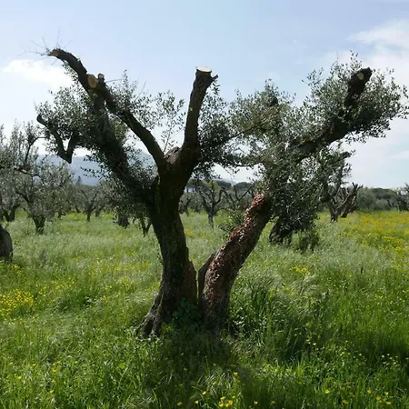 Cavalletti